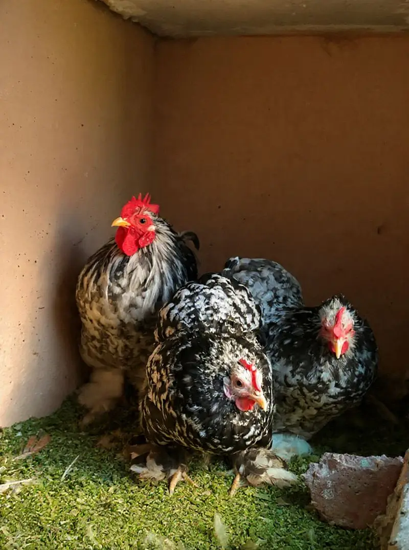 Bantam Chicks Top Quality — photo 4