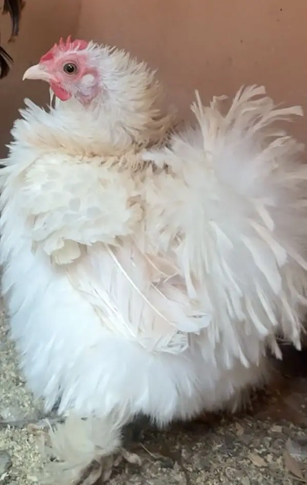 Bantam Chicks Top Quality — photo 6