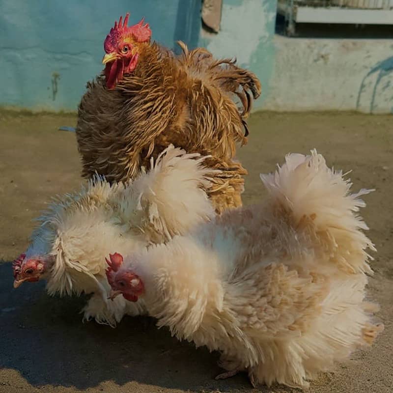 Bantam Chicks Top Quality 6
