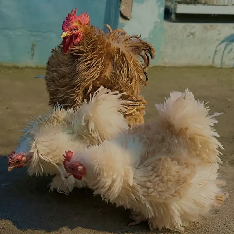 Bantam Chicks Top Quality — photo 7