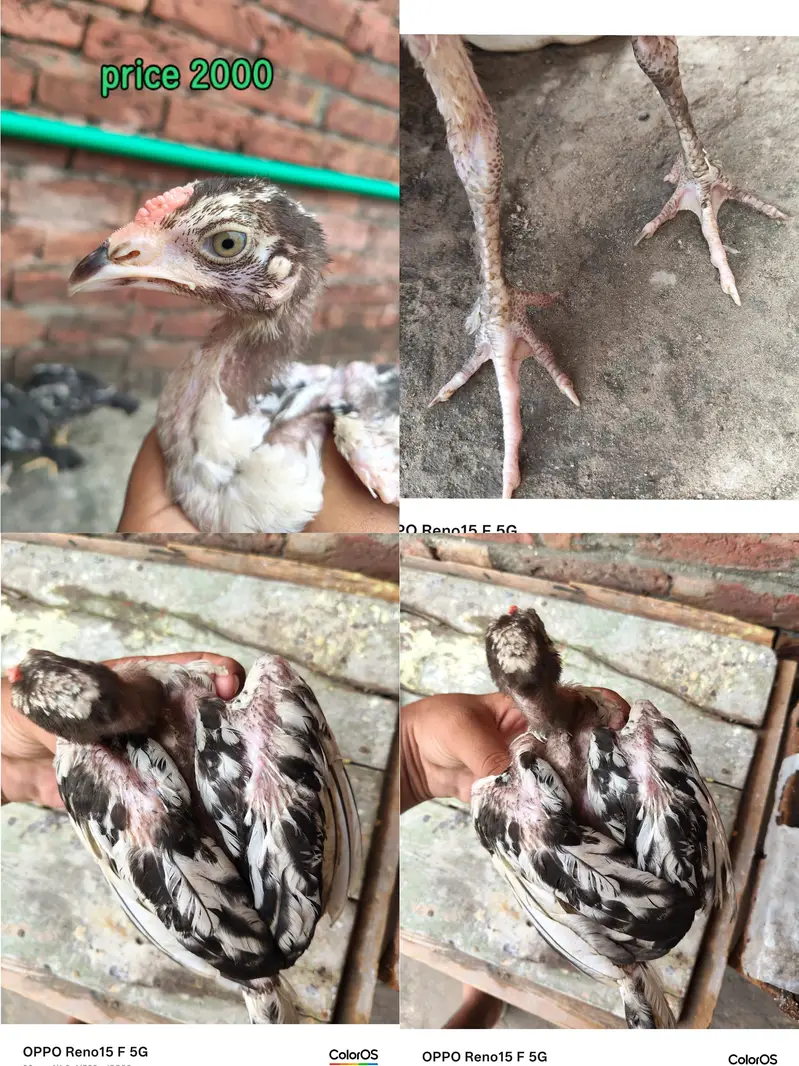 aseel Heera pair price 7500 — photo 2