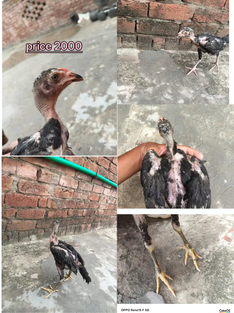 aseel Heera pair price 7500 — photo 4