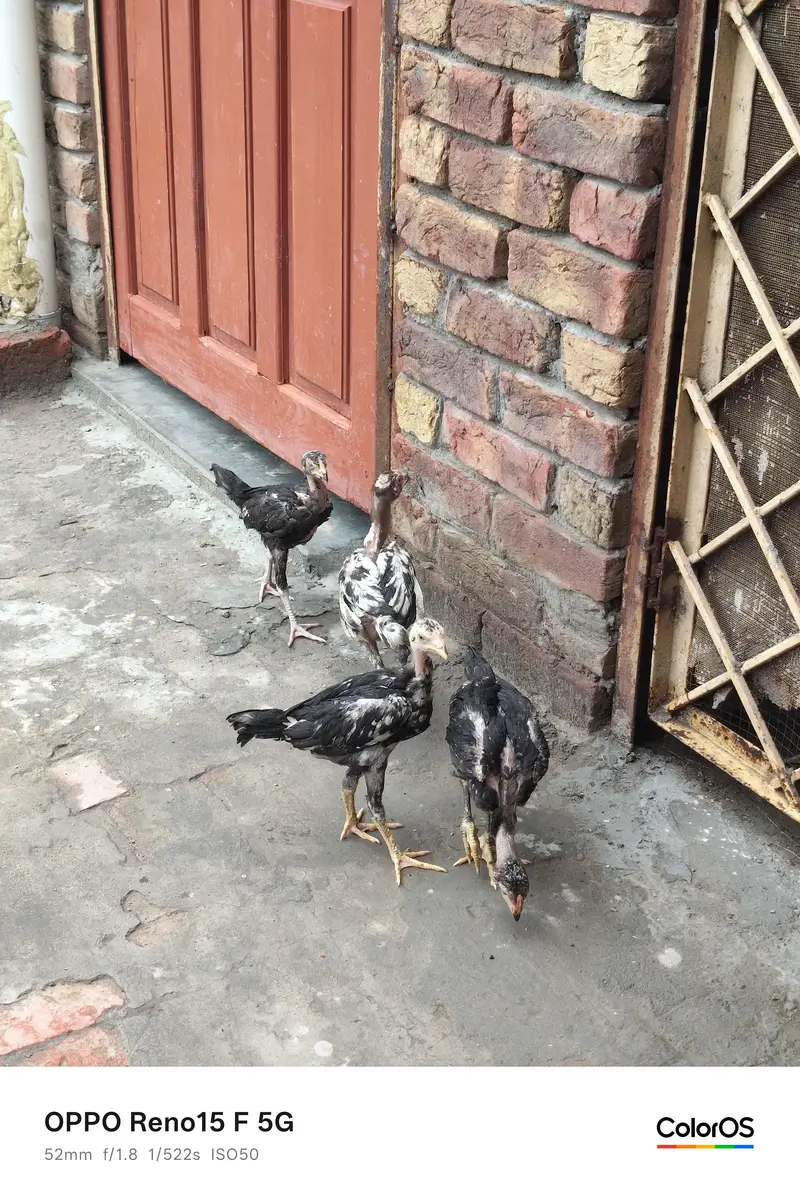 aseel Heera pair price 7500 — photo 5