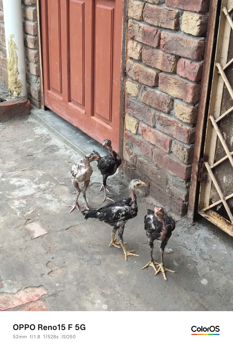 aseel Heera pair price 7500 — photo 6