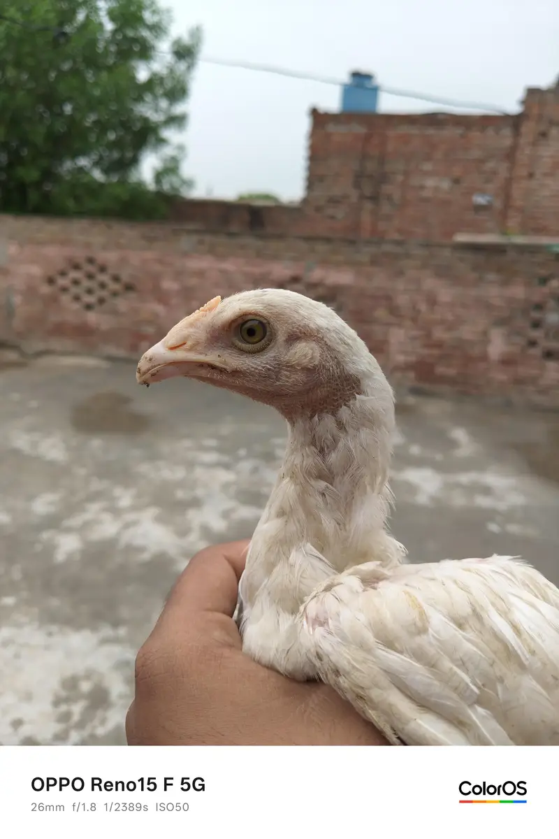 aseel Heera pair price 7500 — photo 7