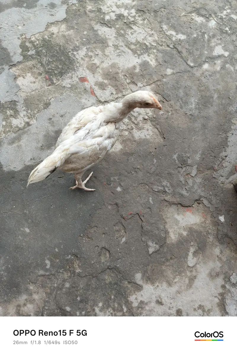 aseel Heera pair price 7500 — photo 10