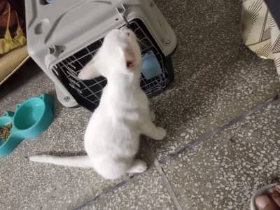 Single coated persian cat with cage and feed of one month