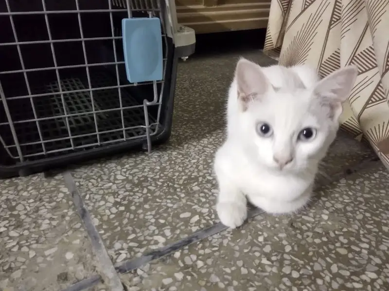 Single coated persian cat with cage and feed of one month — photo 3