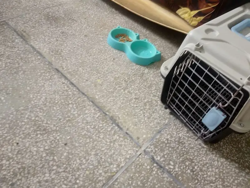 Single coated persian cat with cage and feed of one month — photo 6