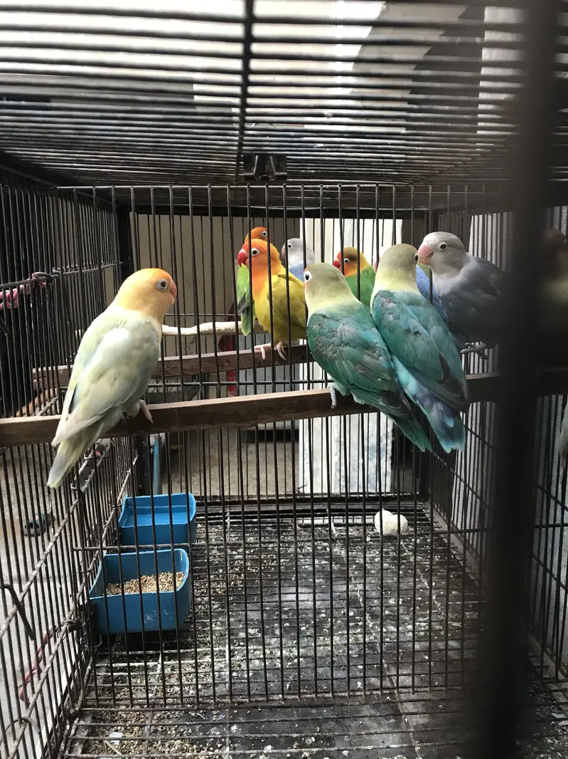 Birds for sale Faisalabad — photo 5