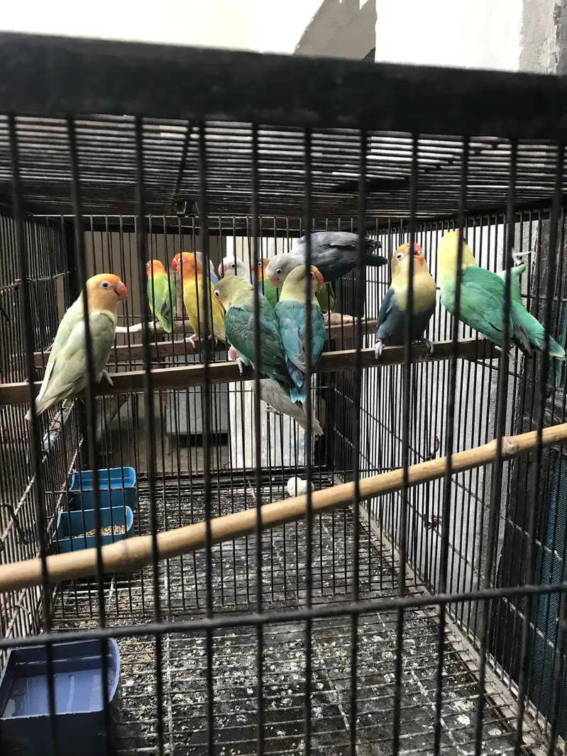 Birds for sale Faisalabad — photo 6
