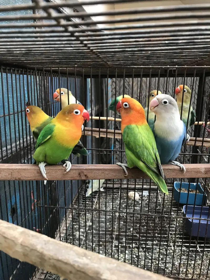 Birds for sale Faisalabad — photo 8