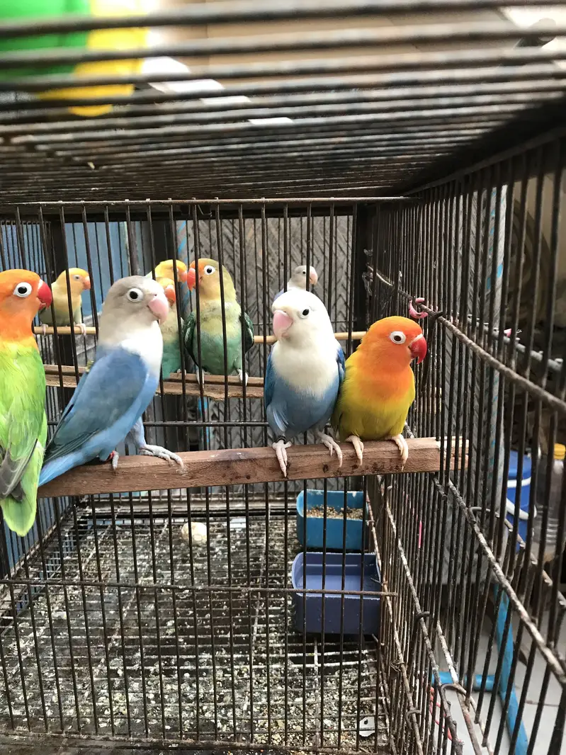 Birds for sale Faisalabad — photo 9