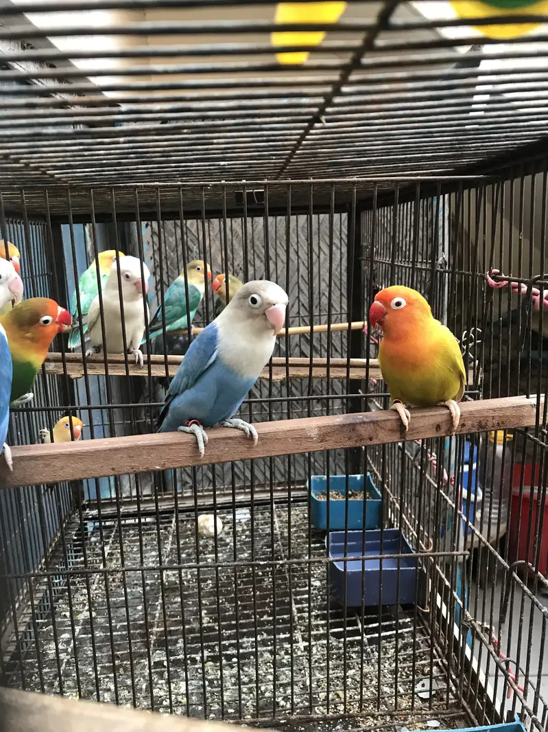 Birds for sale Faisalabad — photo 10