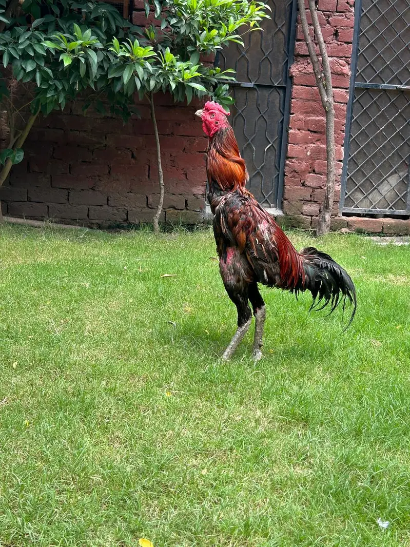Pakistani x Thai Aseel — photo 2