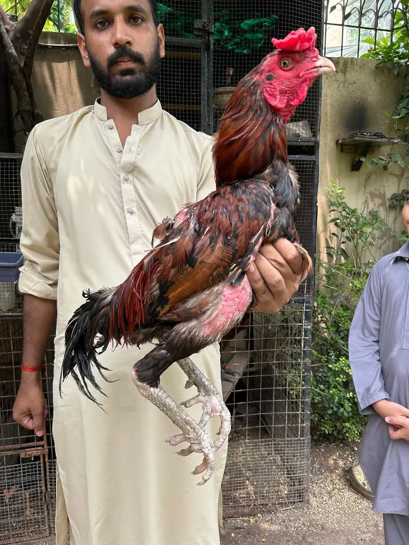 Pakistani x Thai Aseel — photo 5