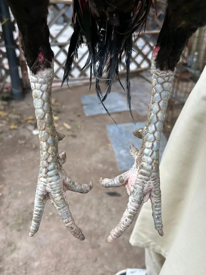 Pakistani x Thai Aseel — photo 6