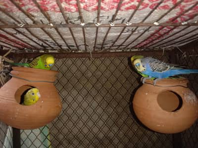 AUSTRALIAN PARROT'S