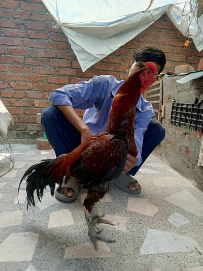 Thai Aseel rooster