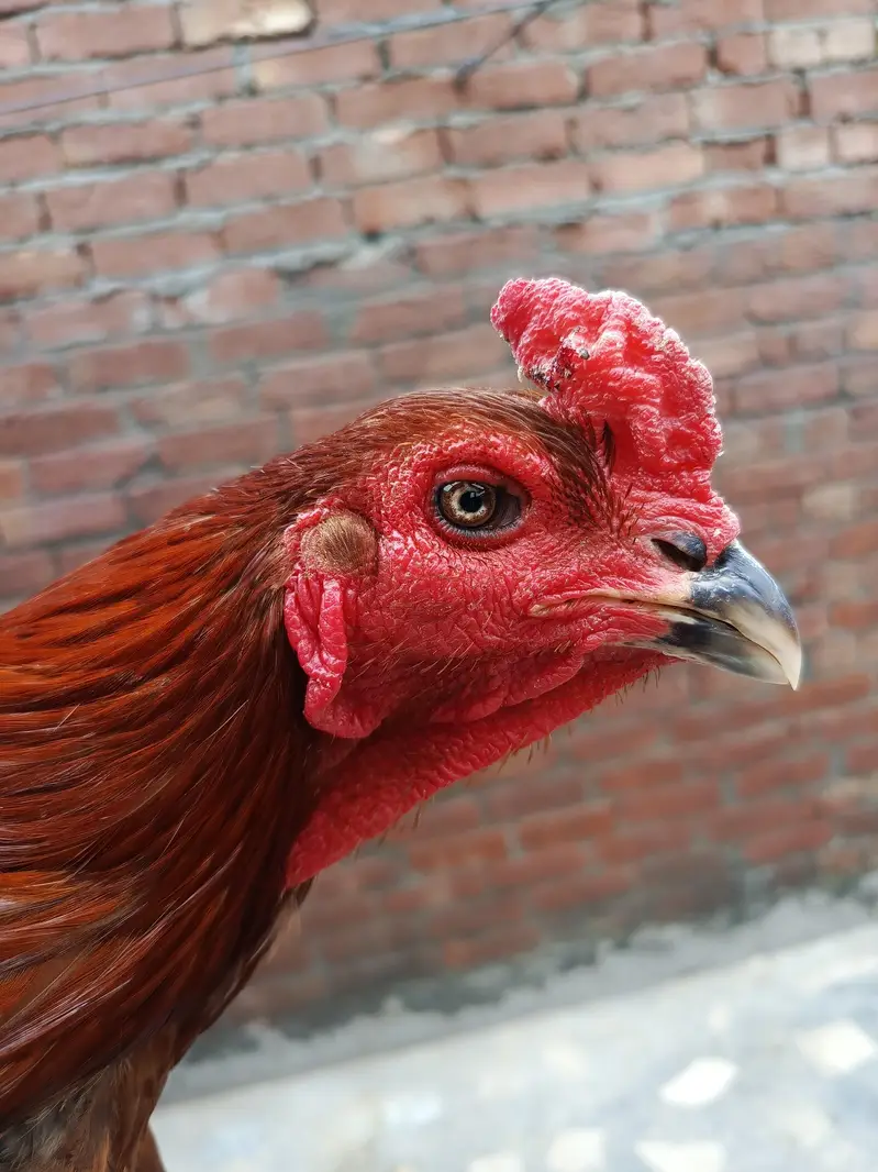 Thai Aseel rooster — photo 2