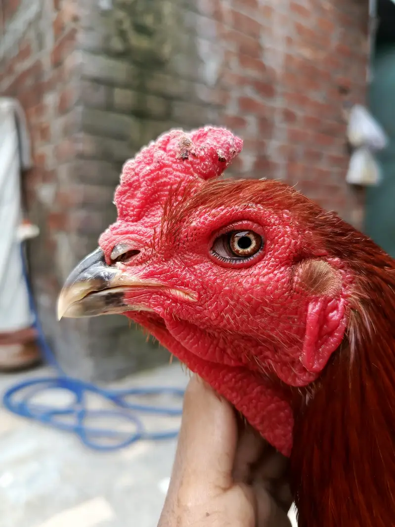 Thai Aseel rooster — photo 3