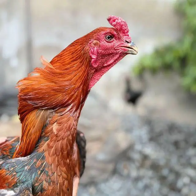 Thai Aseel rooster — photo 4