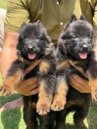 German shepherd proper long coat pair male and female available