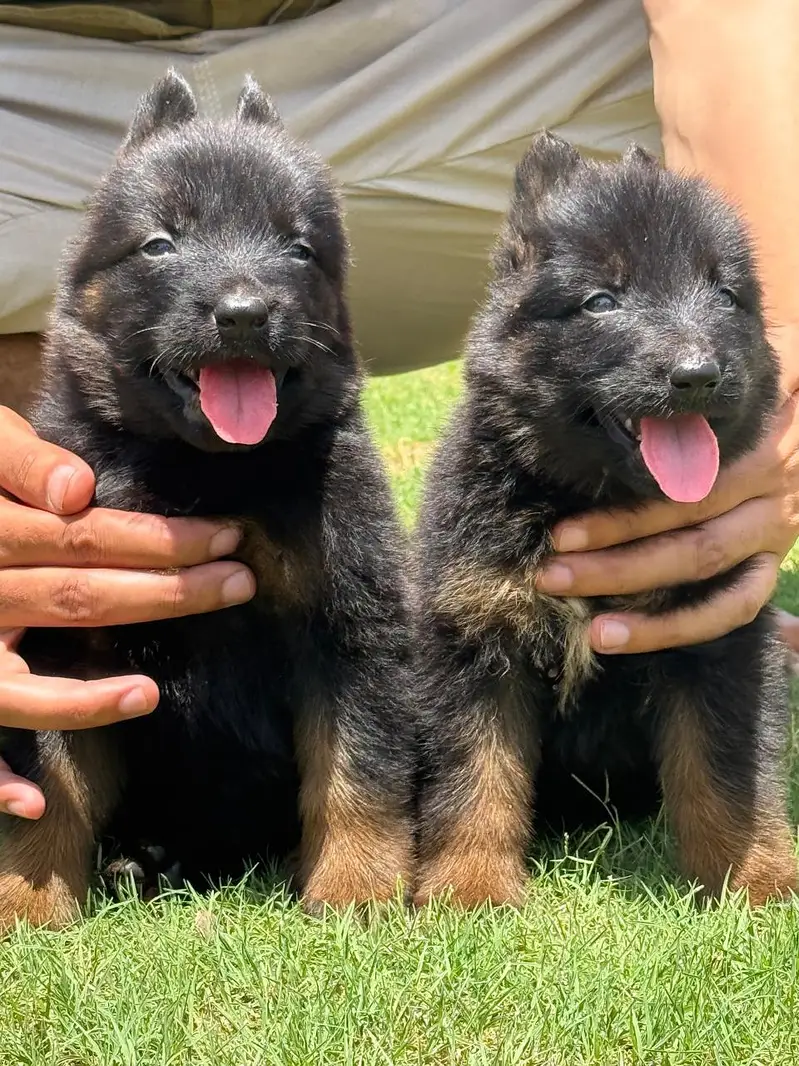 German shepherd proper long coat pair male and female available — photo 2