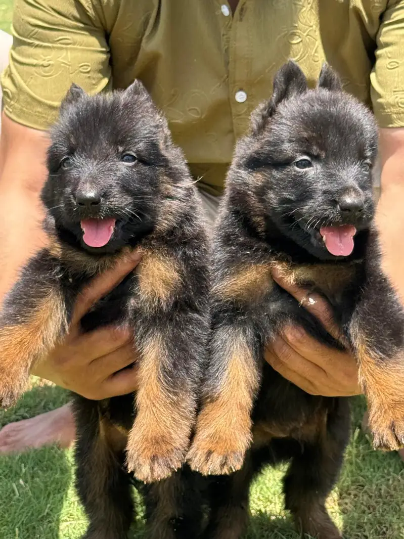 German shepherd proper long coat pair male and female available — photo 3