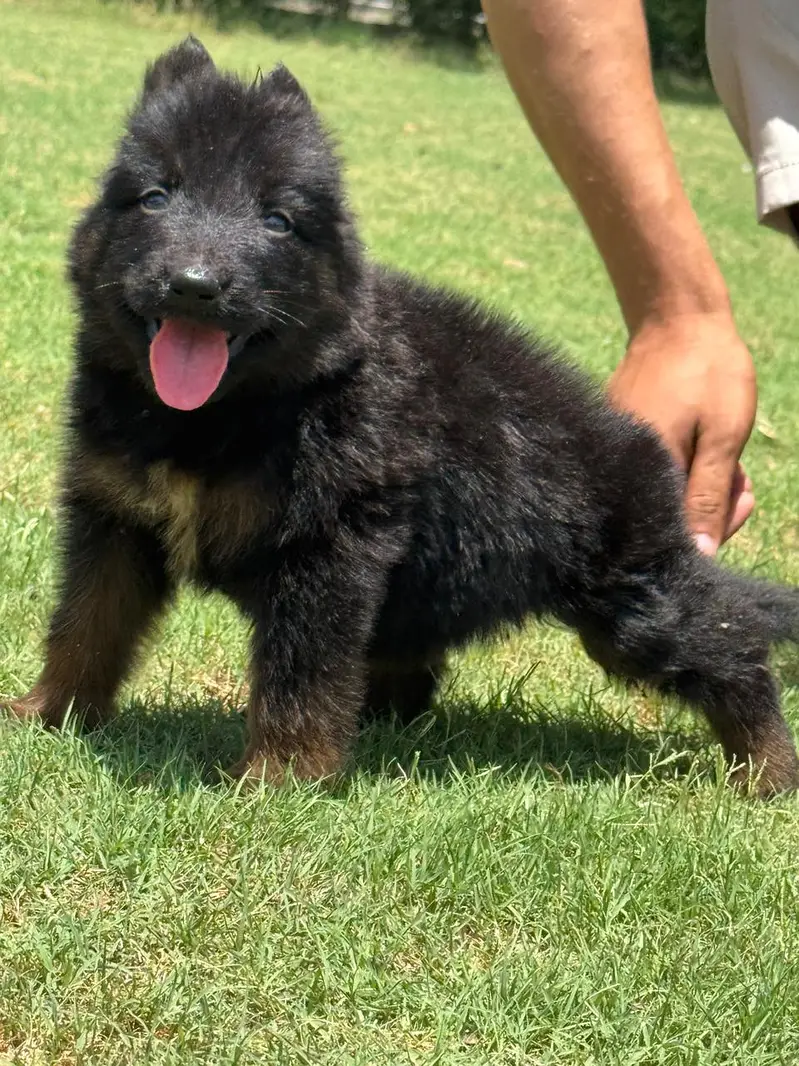 German shepherd proper long coat pair male and female available — photo 4