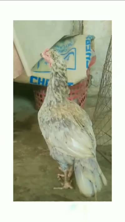 Pure Aseel hen+4Chicks For sell
