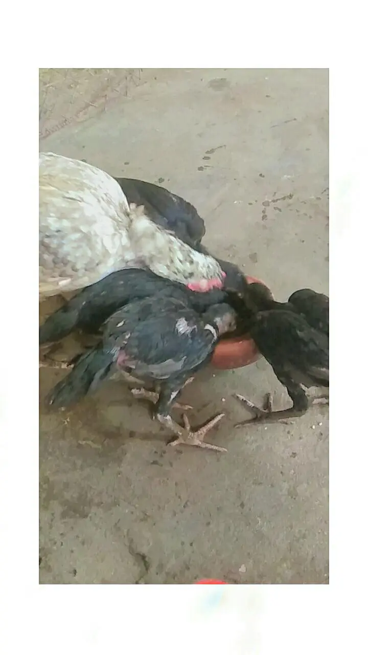 Pure Aseel hen+4Chicks For sell — photo 2