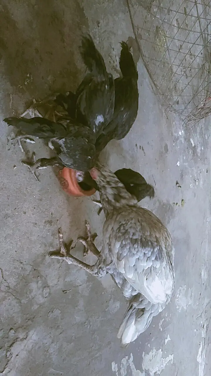 Pure Aseel hen+4Chicks For sell — photo 3
