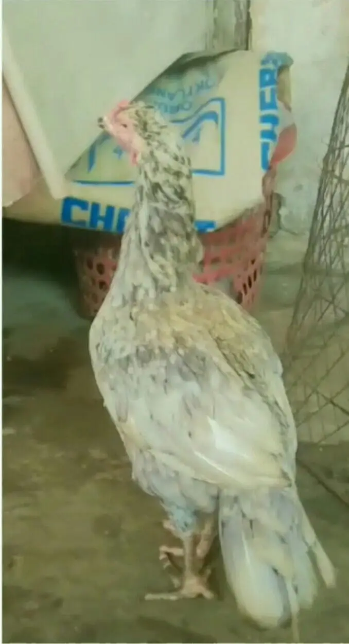 Pure Aseel hen+4Chicks For sell — photo 4