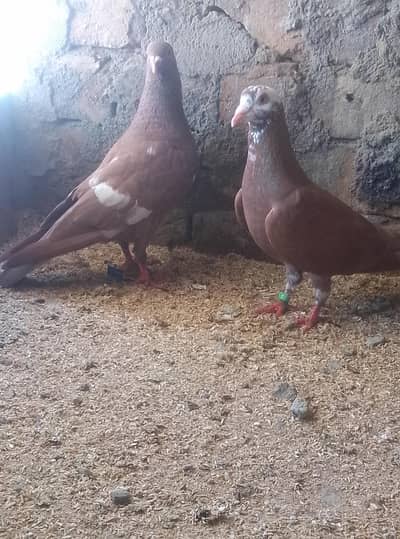 Healthy and active pigeon urgent for sale