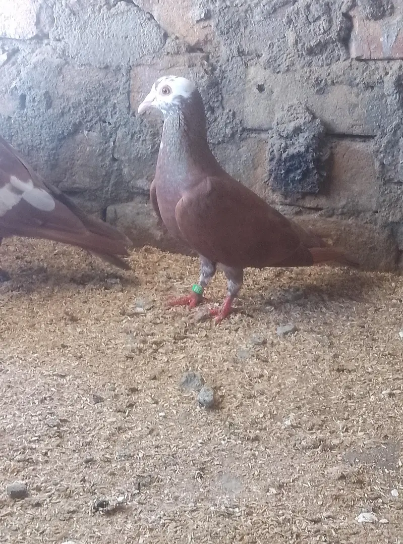 Healthy and active pigeon urgent for sale — photo 2