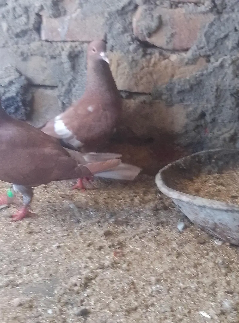 Healthy and active pigeon urgent for sale — photo 3
