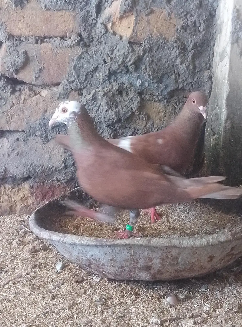 Healthy and active pigeon urgent for sale — photo 4