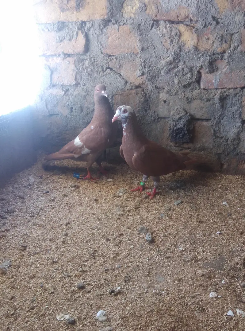 Healthy and active pigeon urgent for sale — photo 5