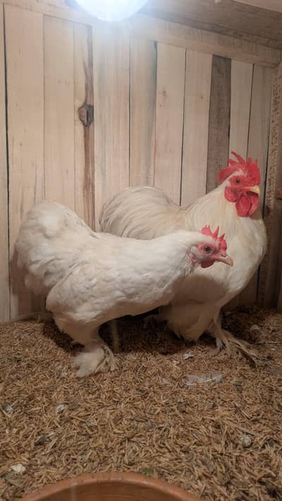 white bantam pait