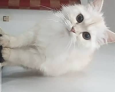 Pure Persian Triple Coat Breeding Cats for Sale | 2 Females & 2 Males
