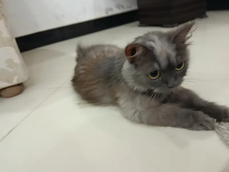 Pure Persian Triple Coat Breeding Cats for Sale | 2 Females & 2 Males — photo 2