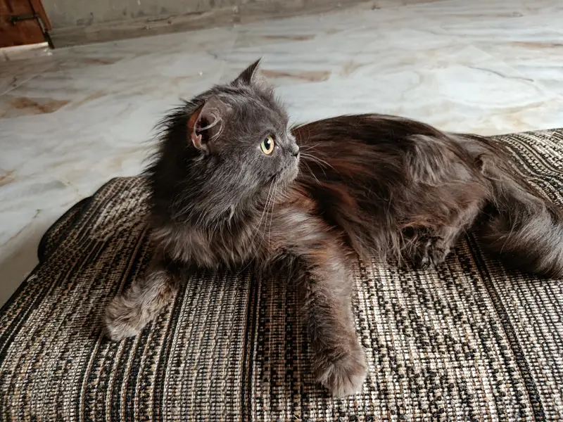 Pure Persian Triple Coat Breeding Cats for Sale | 2 Females & 2 Males — photo 3