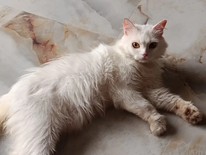 Pure Persian Triple Coat Breeding Cats for Sale | 2 Females & 2 Males — photo 4