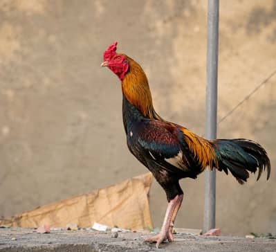 Aseel Rooster Strong & Active for Sale