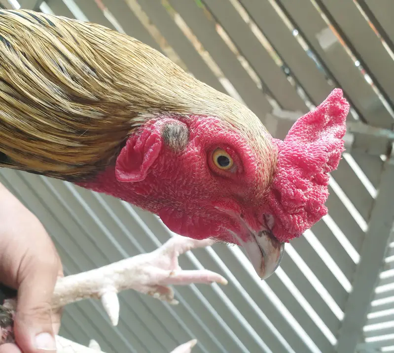 Aseel Rooster Strong & Active for Sale — photo 2