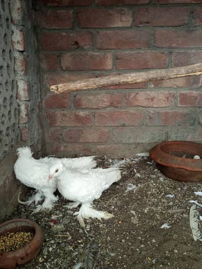 frill beck breeder pear