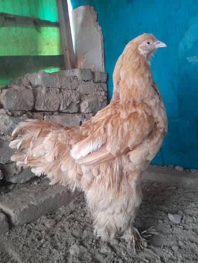 03435762277 golden buff female with golden starter or desi hens.