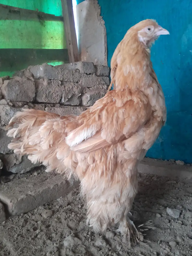 03435762277 golden buff female with golden starter or desi hens. — photo 2