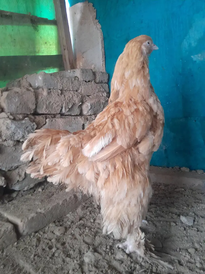 03435762277 golden buff female with golden starter or desi hens. — photo 3